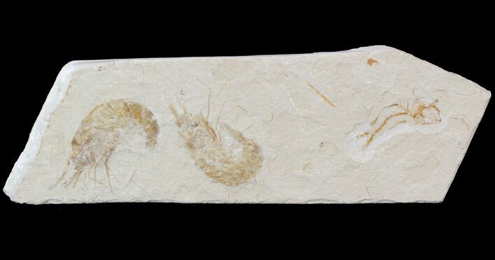 Two Cretaceous Fossil Shrimp & Fish - Lebanon #52781